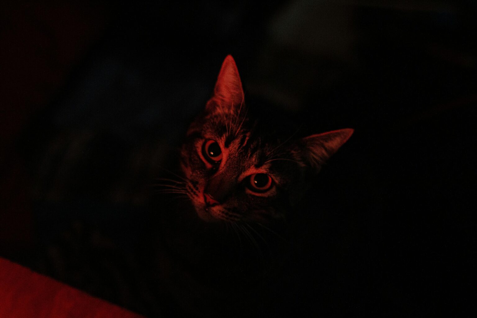 Pawtounes - Chats - Chatons - Animaux - Mignons - Marrants : Why cats meow at night: 5 surprising reasons