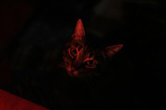 Pawtounes - Chats - Chatons - Animaux - Mignons - Marrants : Pourquoi les chats miaulent la nuit : 5 raisons surprenantes