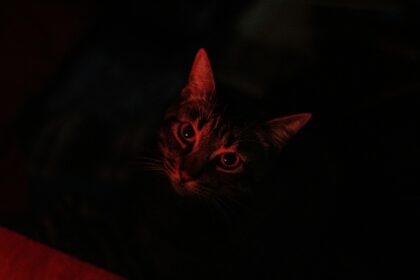 Pawtounes - Chats - Chatons - Animaux - Mignons - Marrants : Why cats meow at night: 5 surprising reasons