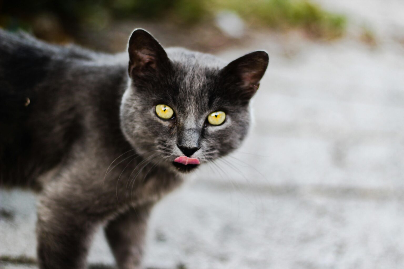 Pawtounes - Chats - Chatons - Animaux - Mignons - Marrants : Pourquoi les Chats Tirent la Langue : 7 Raisons Étonnantes
