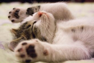 Pawtounes - Chats - Chatons - Animaux - Mignons - Marrants : Pourquoi les chats dorment sur nous : 7 raisons étonnantes