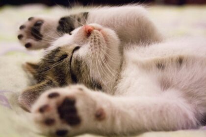 Pawtounes - Chats - Chatons - Animaux - Mignons - Marrants : Pourquoi les chats dorment sur nous : 7 raisons étonnantes