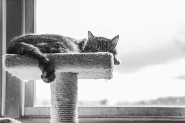 Pawtounes - Chats - Chatons - Animaux - Mignons - Marrants : Pourquoi les chats bougent leur queue : 7 raisons étonnantes