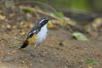 Un petit oiseau au plumage noir, blanc et jaune se tient sur un sol terreux, entouré de feuilles vertes.