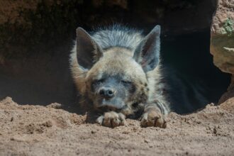 Hyène rayée allongée sur le sol, les yeux fermés, semblant dormir paisiblement dans un abri ombragé.