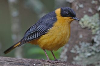 Un oiseau au plumage jaune et noir est perché sur une branche, regardant autour de lui dans un environnement naturel.