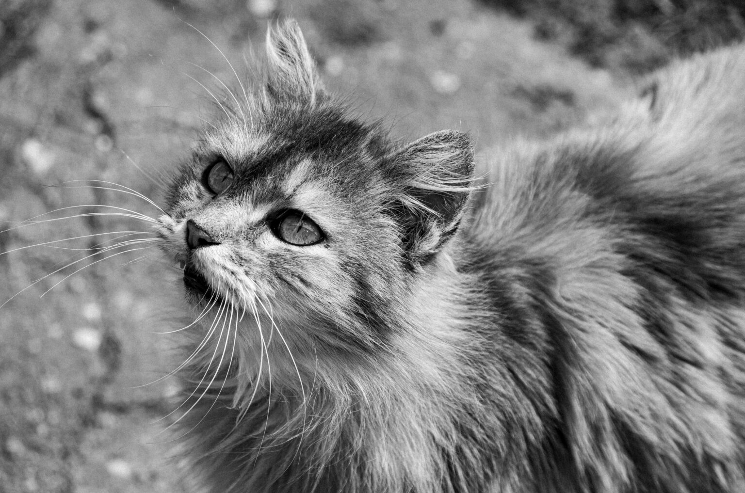 Chat à poils longs regardant vers le haut, illustrant pourquoi les chats font tomber des objets par curiosité naturelle.