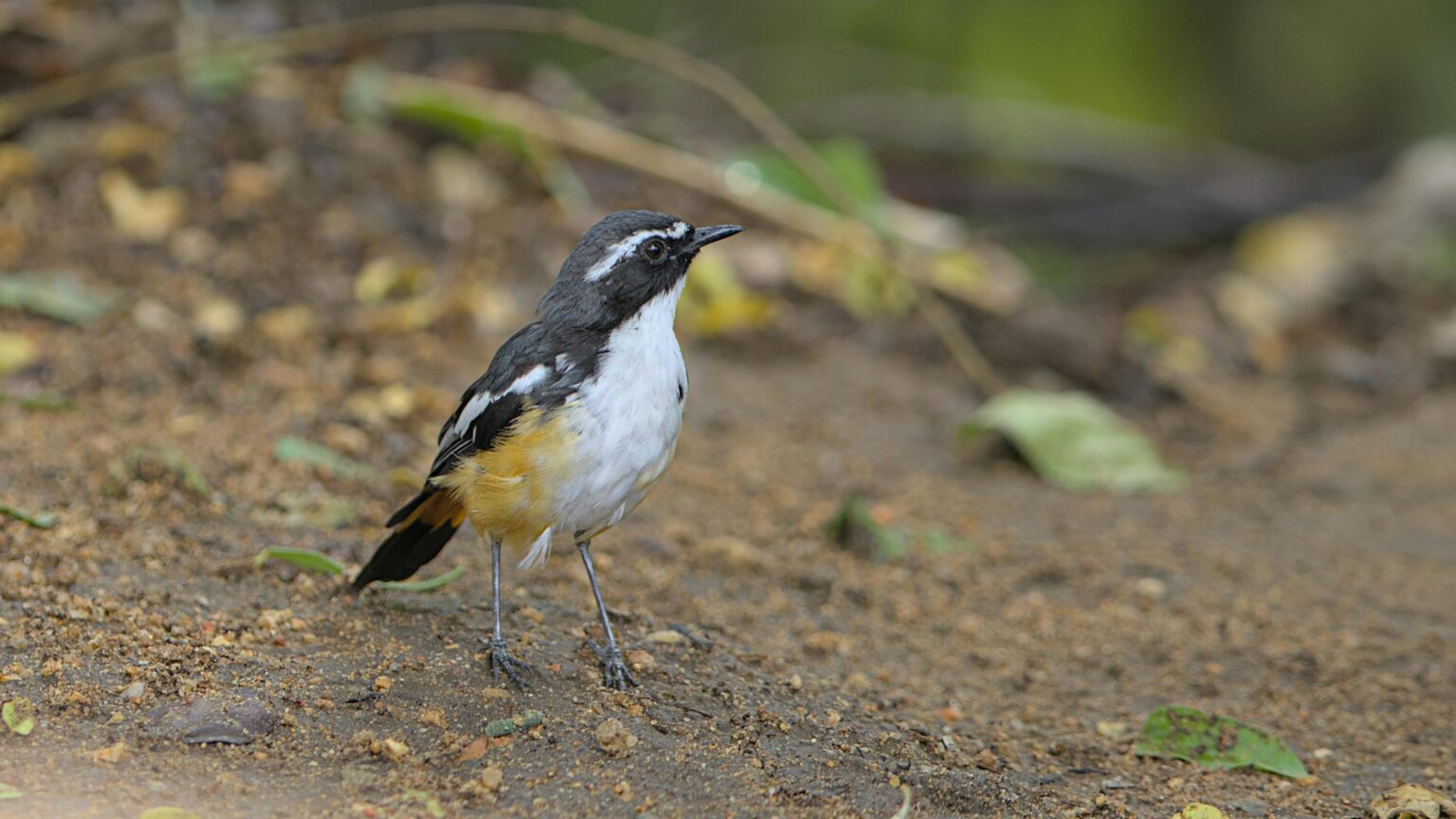 Un oiseau à plumes noires et blanches se tient sur un sol terreux, entouré de feuilles vertes floues.