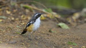 Un oiseau à plumes noires et blanches se tient sur un sol terreux, entouré de feuilles vertes floues.