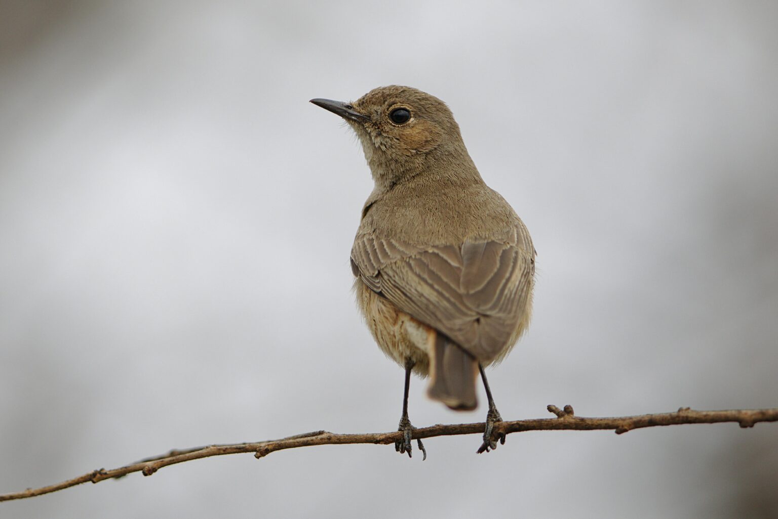 Un oiseau brun perché sur une branche fine, regardant vers la gauche avec un fond flou et gris.