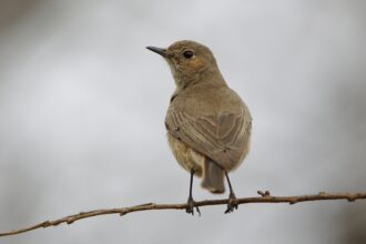 Un oiseau brun perché sur une branche fine, regardant vers la gauche avec un fond flou et gris.