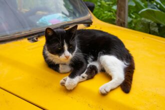 Chat noir et blanc allongé sur le capot jaune d'une voiture, entouré de verdure, illustrant pourquoi les chats gratte le sol.
