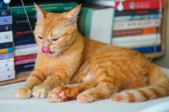 Chat roux se léchant les lèvres, allongé devant des livres, illustrant pourquoi les chats lèchent pour se nettoyer et se détendre.