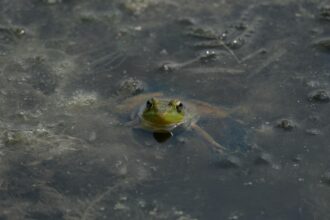 Grenouille verte dans l'eau trouble, illustrant pourquoi les chats n'aime pas l'eau avec un environnement humide et boueux.