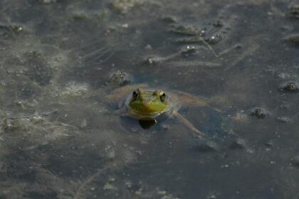Grenouille verte dans l'eau trouble, illustrant pourquoi les chats n'aime pas l'eau avec un environnement humide et boueux.
