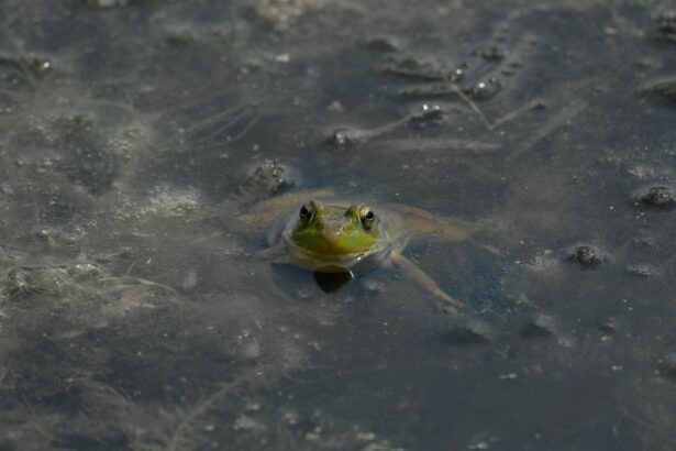 Grenouille verte dans l'eau trouble, illustrant pourquoi les chats n'aime pas l'eau avec un environnement humide et boueux.