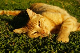 Chat roux allongé sur l'herbe, profitant du soleil, évoquant pourquoi les chats pétrissent pour se détendre et marquer leur territoire.