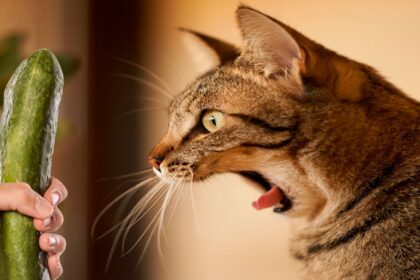 Chat surpris découvrant un concombre, illustrant la peur instinctive des félins face à l’inattendu.
