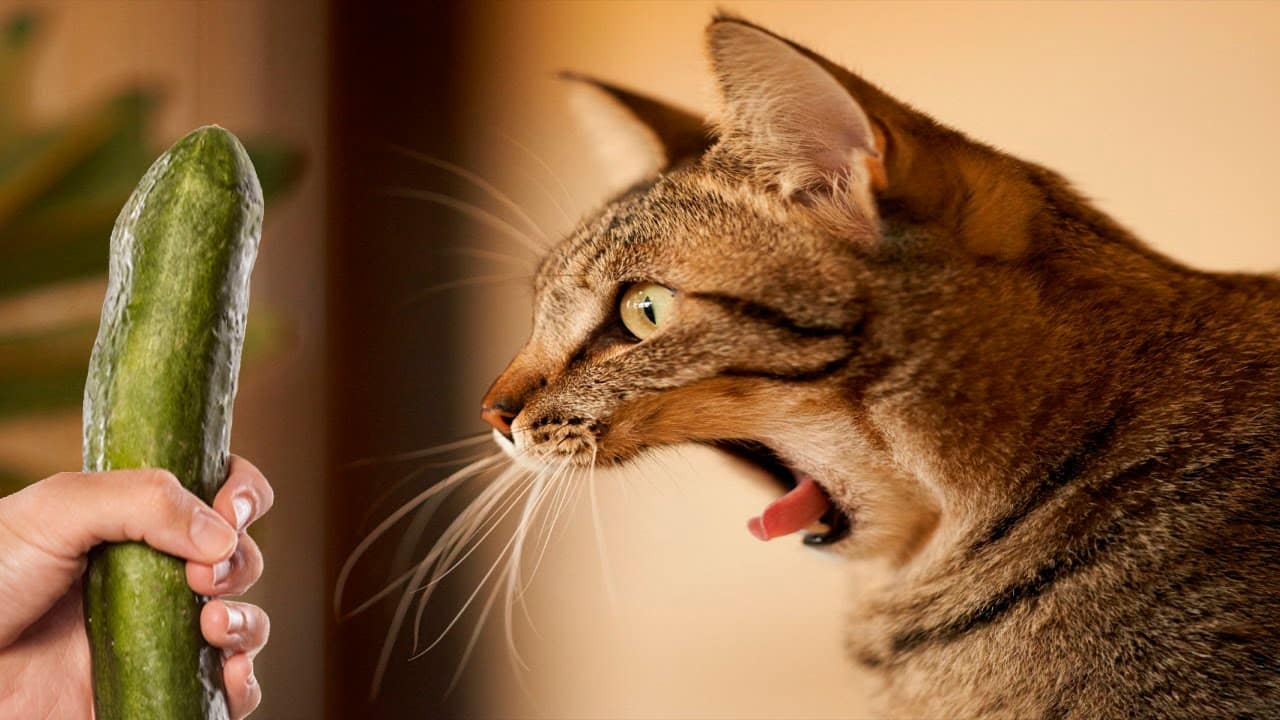 Chat surpris face à un concombre tenu par une main, illustrant une réaction typique de peur chez le chat.
