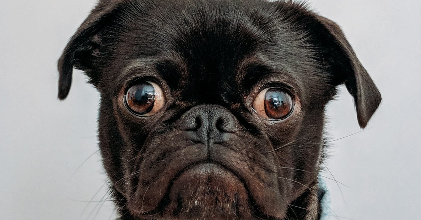 Gros plan d’un carlin noir aux yeux ronds et expressifs, fixant l’objectif avec une intensité presque comique, sans chat visible.