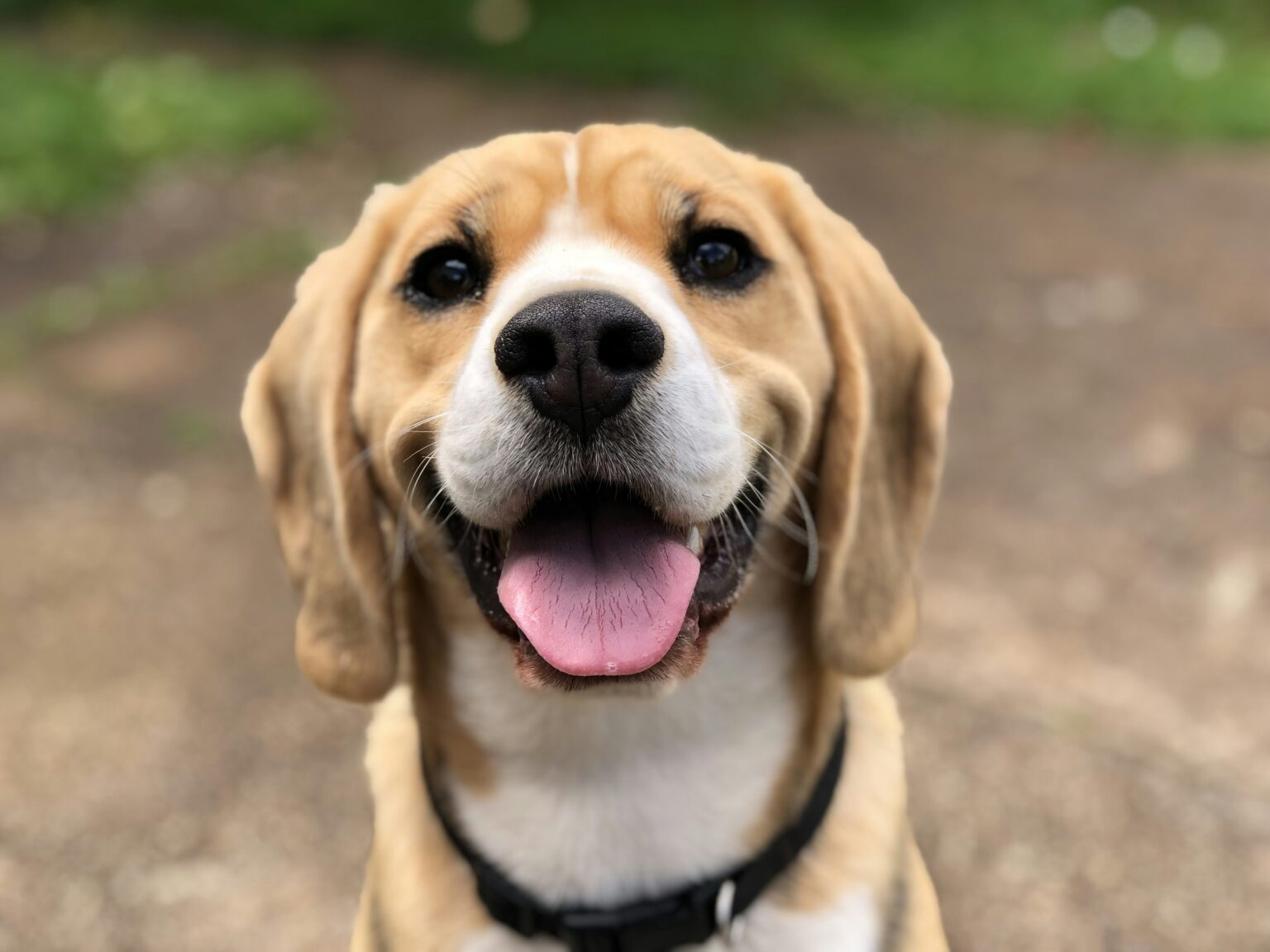Chien beagle heureux avec la langue sortie, regard affectueux montrant les preuves d'amour de votre chien.