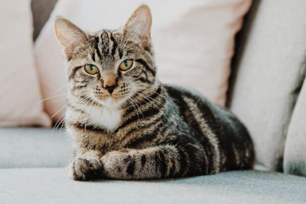 Pawtounes - Chats - Chatons - Animaux - Mignons - Marrants : Top 10 cat dads who didn't want a cat in the first place, and then finally...