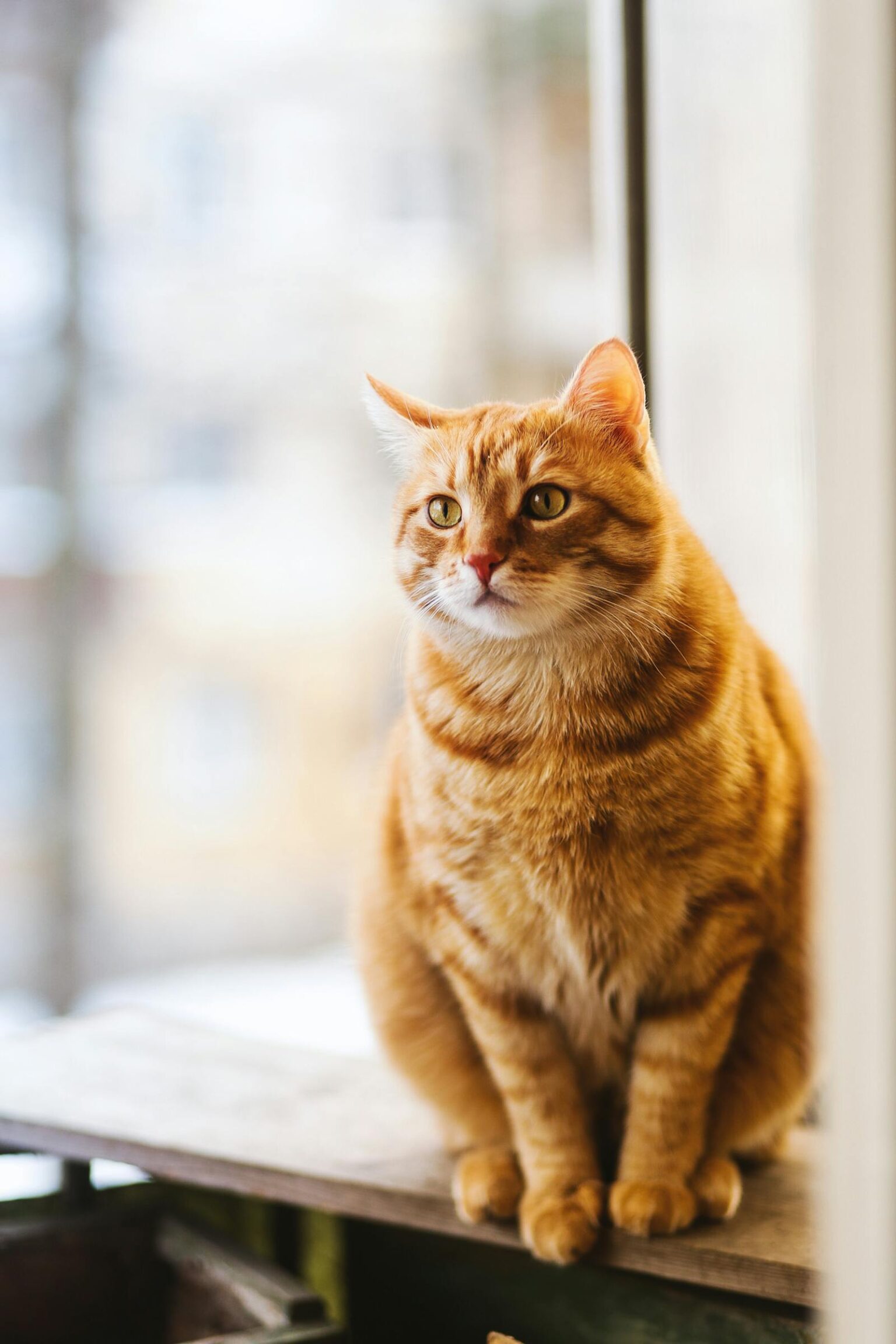 Chat roux tigré assis sur un rebord de fenêtre, typique des chats de race avec un pelage dense et soyeux.