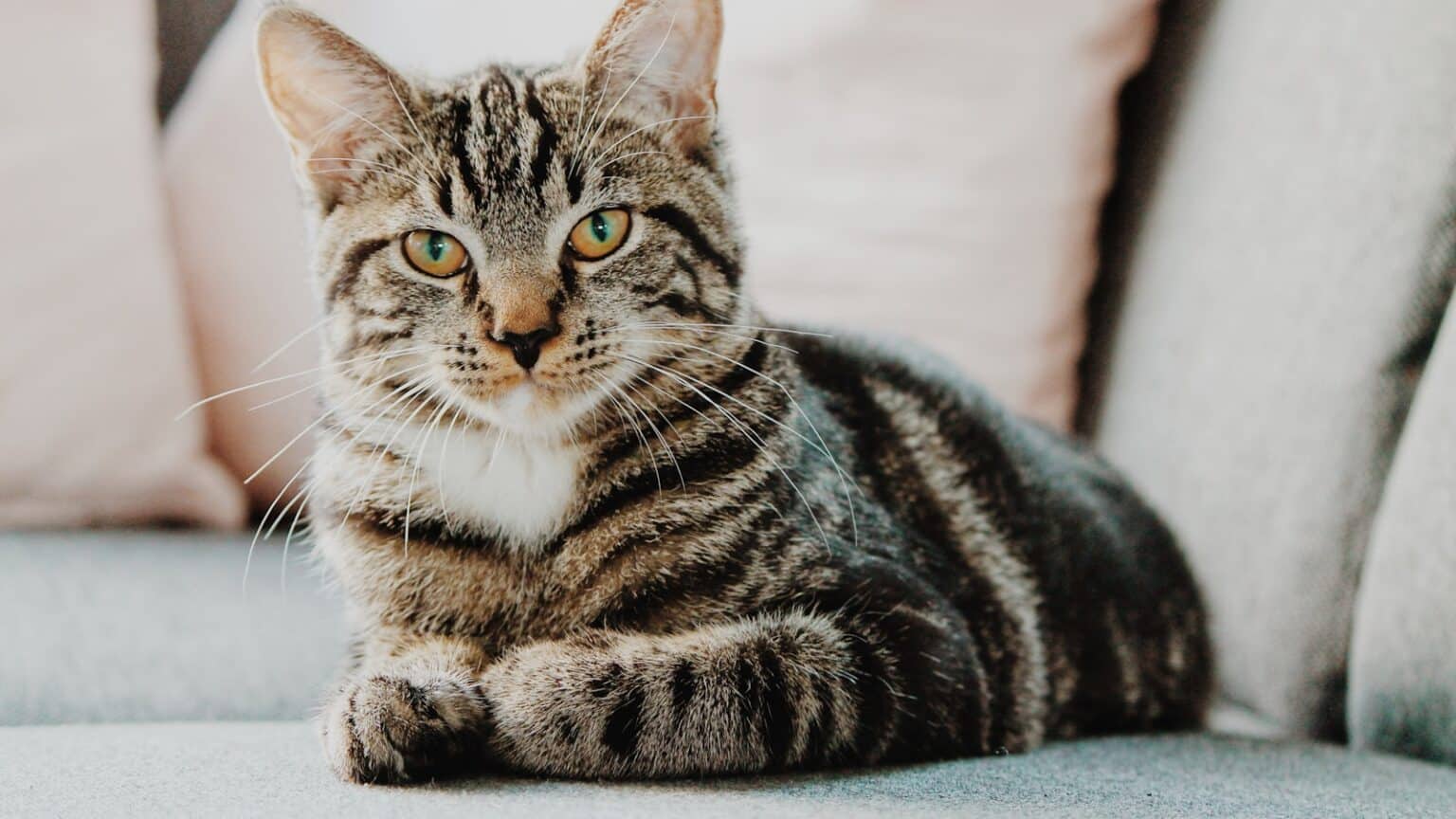Chat tigré allongé sur un canapé gris, regardant calmement l’objectif avec des coussins clairs en arrière-plan.