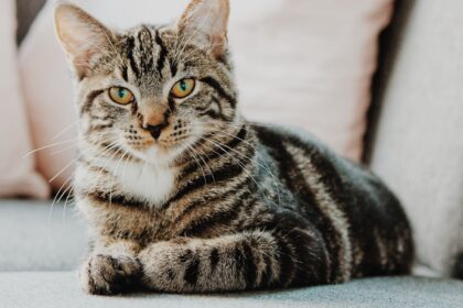 Chat tigré allongé sur un canapé gris, regardant calmement l’objectif avec des coussins clairs en arrière-plan.