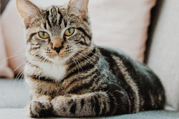 Chat tigré allongé sur un canapé gris, regardant fixement avec ses yeux verts, dans une ambiance calme et cosy.