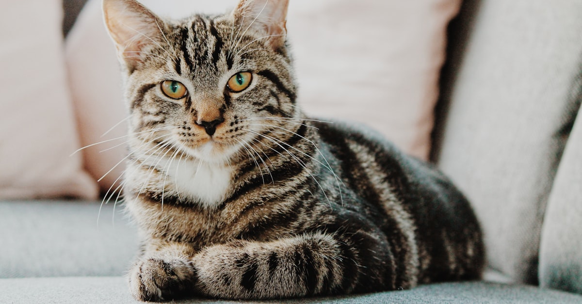 Chat tigré allongé sur un canapé gris, regardant fixement avec ses yeux verts, dans une ambiance calme et cosy.