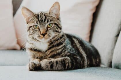 Chat tigré allongé sur un canapé gris, regard calme, illustrant les idées reçues sur les chats et leur comportement.