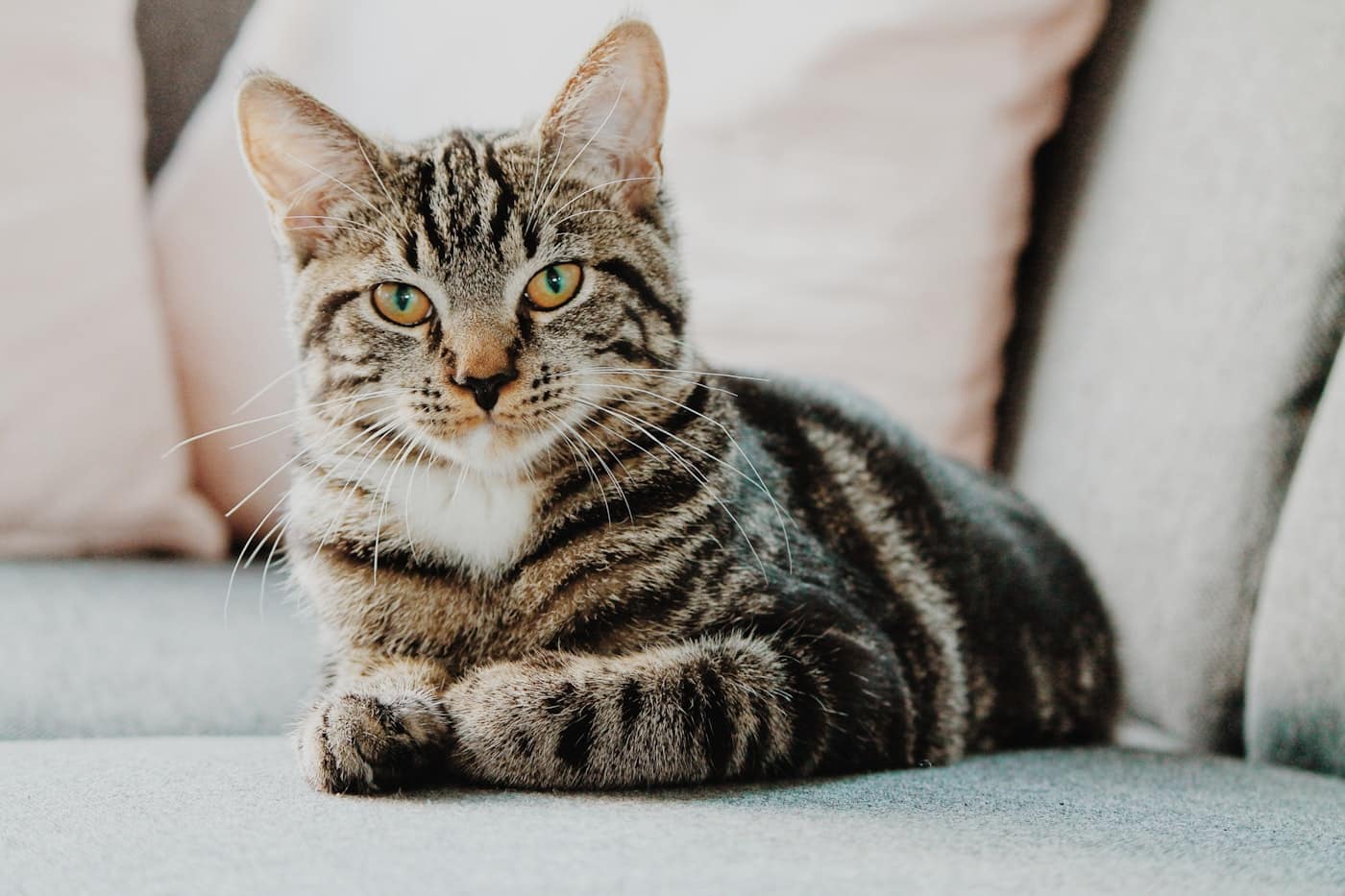 Chat tigré allongé sur un canapé gris, regard calme, illustrant les idées reçues sur les chats et leur comportement.