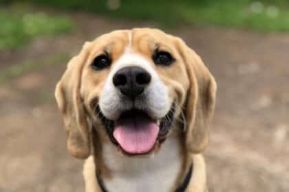 Chien beagle heureux avec la langue sortie, regard affectueux montrant les preuves d'amour de votre chien.
