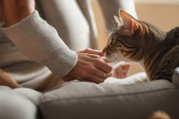 Chat tigré reniflant la main d'une personne assise sur un canapé, créant un moment de tendresse et de complicité.