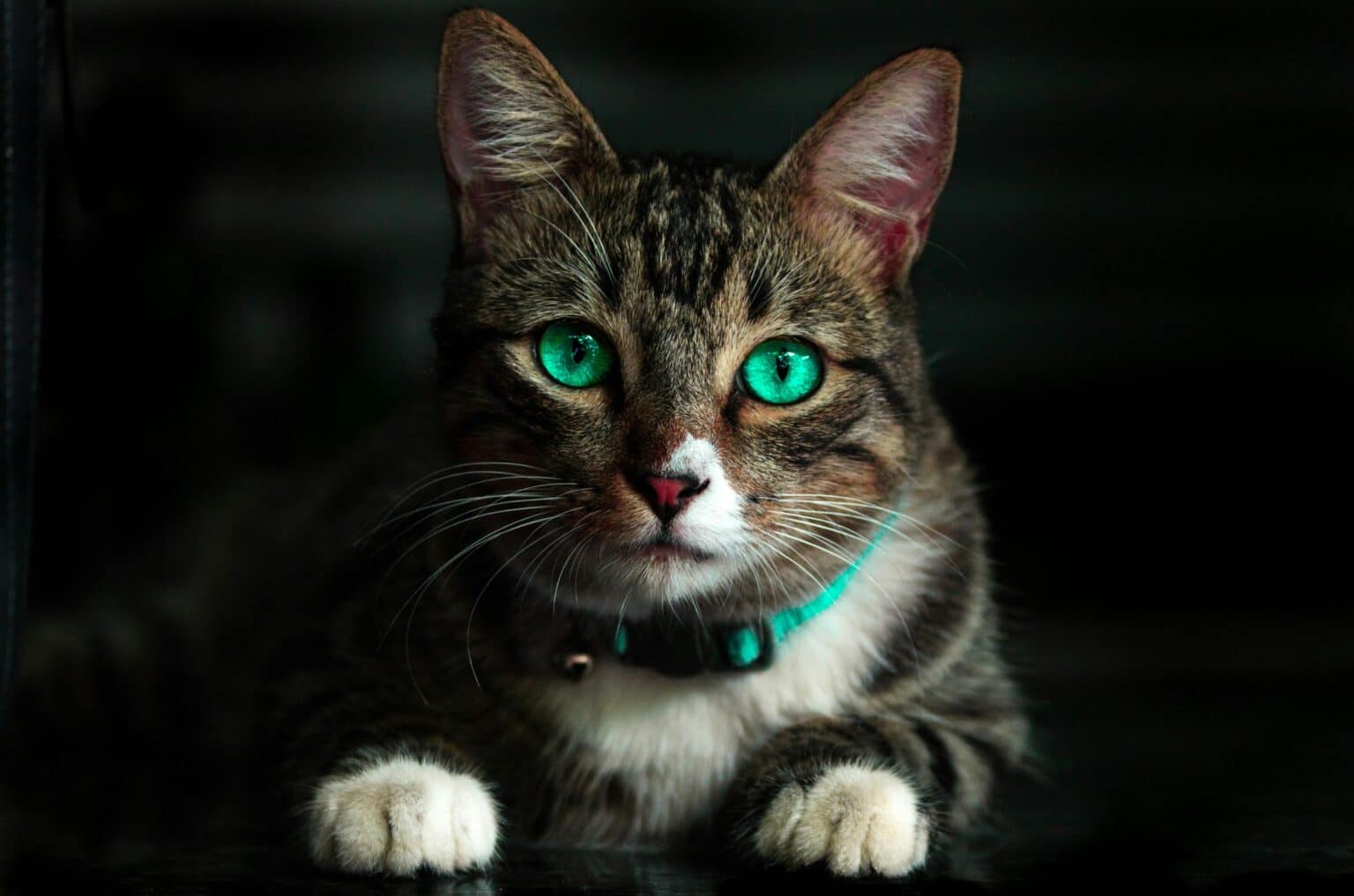 Chat aux yeux verts perçants portant un collier turquoise, observant attentivement, idéal pour apprendre à dresser un chat.