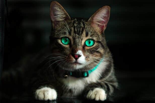 Chat aux yeux verts perçants portant un collier turquoise, observant attentivement, idéal pour apprendre à dresser un chat.