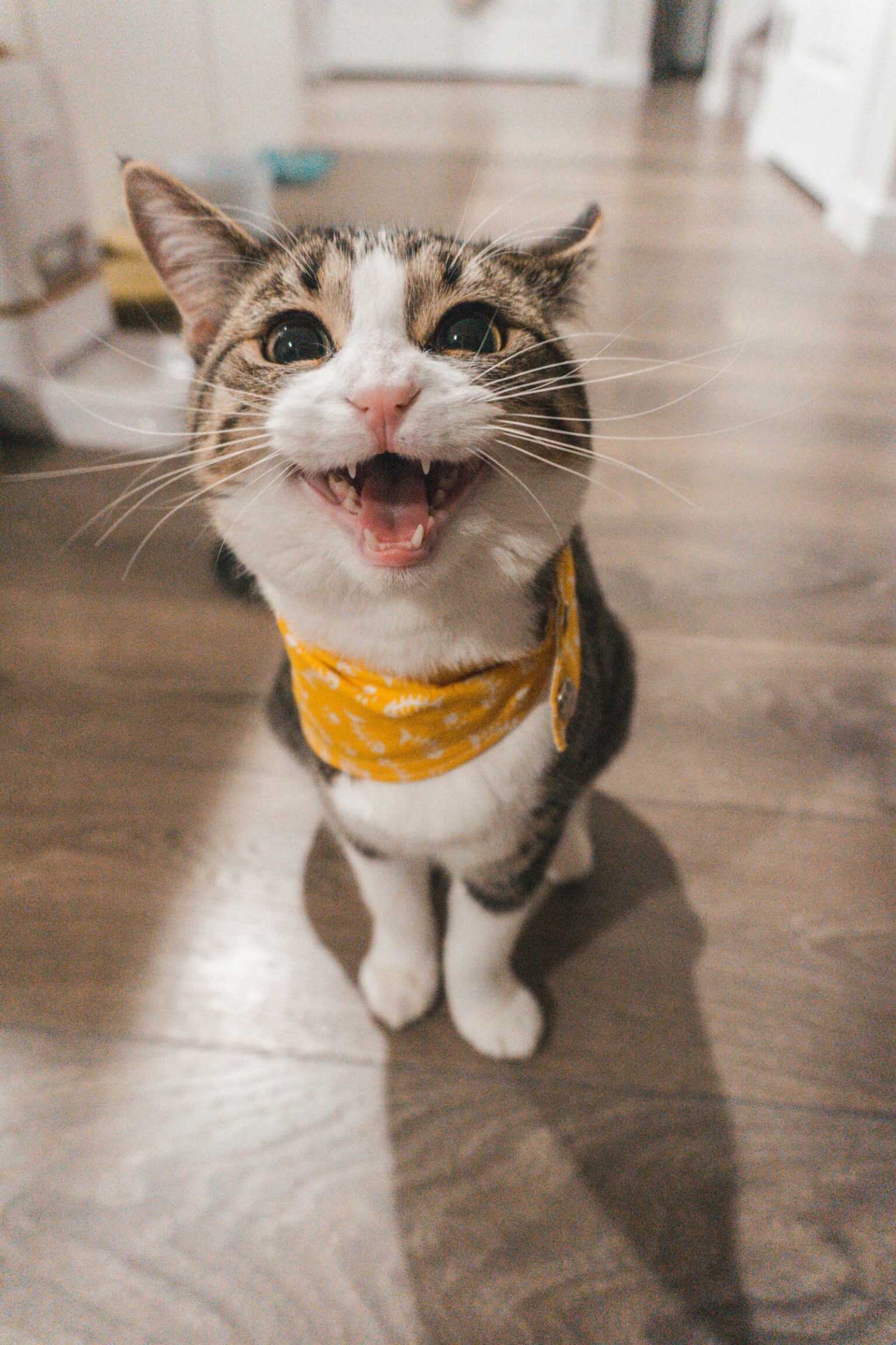 Chat tigré au regard expressif portant un bandana jaune, debout sur un sol en bois dans une pièce lumineuse.