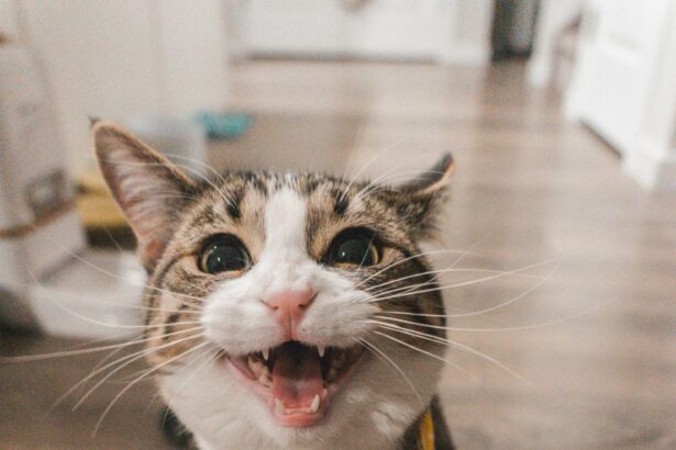 Chat tigré au regard expressif portant un bandana jaune, debout sur un sol en bois dans une pièce lumineuse.