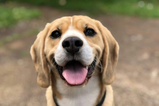 Pawtounes - Chats - Chatons - Animaux - Mignons - Marrants : Top 10 ways to show your dog love