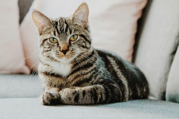 Chat tigré allongé sur un canapé gris, paisible et alerte, sensible aux odeurs que les chats détestent.