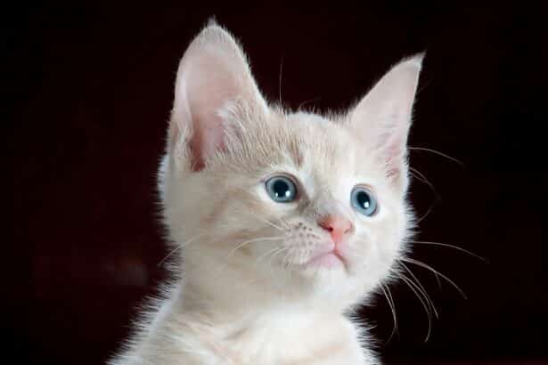 Chaton crème aux yeux bleus posé sur un coussin léopard, illustrant la diversité des races de chat domestiques.