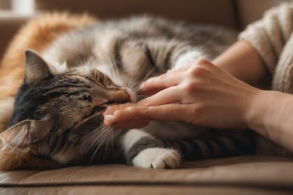 Chat tigré allongé sur un canapé, mordillant doucement les doigts d’une personne en geste de tendresse.